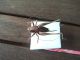Pholidoptera griseoaptera 2.jpg