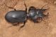 Scarytes-eurytusDSC_0200RID.jpg