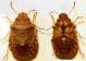 Sciocoris_5_5_ostia_170615.jpg