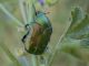Cetonia aurata 1.jpg