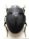 Tenebrionidae Bardello 2.jpg