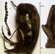 mordellidae_5_ostia_170615.jpg