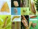 Ostrinia_nubilalis_ciclo.jpg