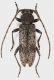 Trichoferus_Turkey_Kizilen_7-IV-2014_terebinto_VII-2017_11,5mm_grey.jpg
