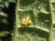Eysarcoris_venustissimus_uova_mature.jpg