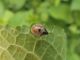 Eysarcoris_venustissimus_adulto (2).jpg