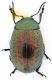 Chrysolina_Castel-S-Pietro_21-V-2010.jpg