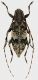 Leiopus_nebulosus_Serrone_VII-2017_10mm_grey.jpg