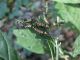 Image00216.jpg