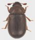 Pentaphyllus_chrysomeloides_Serrone_VII-2017_2,8mm_grey.jpg