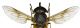 Philipomyia graeca (Fabricius, 1794).jpg