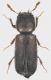 Bostrichidae_Serrone_VII-2017_4,3mm_grey.jpg