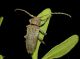 cerambycidae lentisco 1.JPG