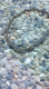 giardino03.gif