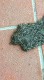 giardino02.gif