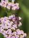 Paracorymbia_fulva_f_8536.jpg