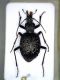 cychrus 2.jpg