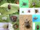 Halyomorpha_halys_Cimice_bruna_marmorizzat_acinese.jpg