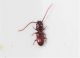Laemophloeidae_1.JPG