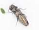 agrilus_1.1.JPG