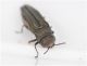 agrilus_1.2.JPG
