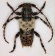 pogonocherus.jpg