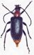 dinopteracollaris.jpg