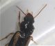 carabid_1.JPG