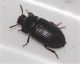 tenebrionidae_1.JPG