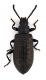 CombM2366_21zL6cr.jpg