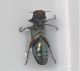 Agrilus1_1.JPG