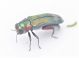 Agrilus1_5.JPG