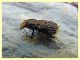 probabile Platyrhinus resinosus  (18).JPG