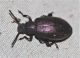 tenebrionidae2.JPG