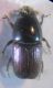 Scolytus 007 A.jpg