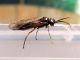 Tenthredinidae_Pontania_sp_adulto.jpg