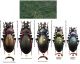Carabus (Morphocarabus) scheidleri helleri Ganglbauer,  1893.JPG