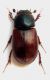 Agoliinus ragusae (Reitter, 1892).JPG