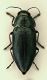 Phaenops 1a.JPG