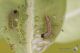 IMG_5122_Cydalima_perspectalis_s.jpg