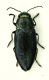 Phaenops 2a.JPG