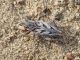 Maccarese_10-10-2017_TG4_001.JPG
