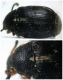Bruchidius atomarius.jpg