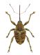 Curculio small.jpg