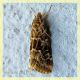 Noctuidae - Anzio colonia - 29.10.2017 circa 10 mm..JPG