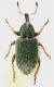 Hypera_nigrirostris_Cerveteri_25-X-2017_3,5-4mm_grey.jpg