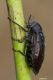 Julodis IMG_9173.jpg