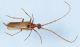 Cerambicidae 002mod.jpg