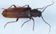 Cerambicidae 006mod.jpg