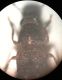 Anthribidae 2.jpg